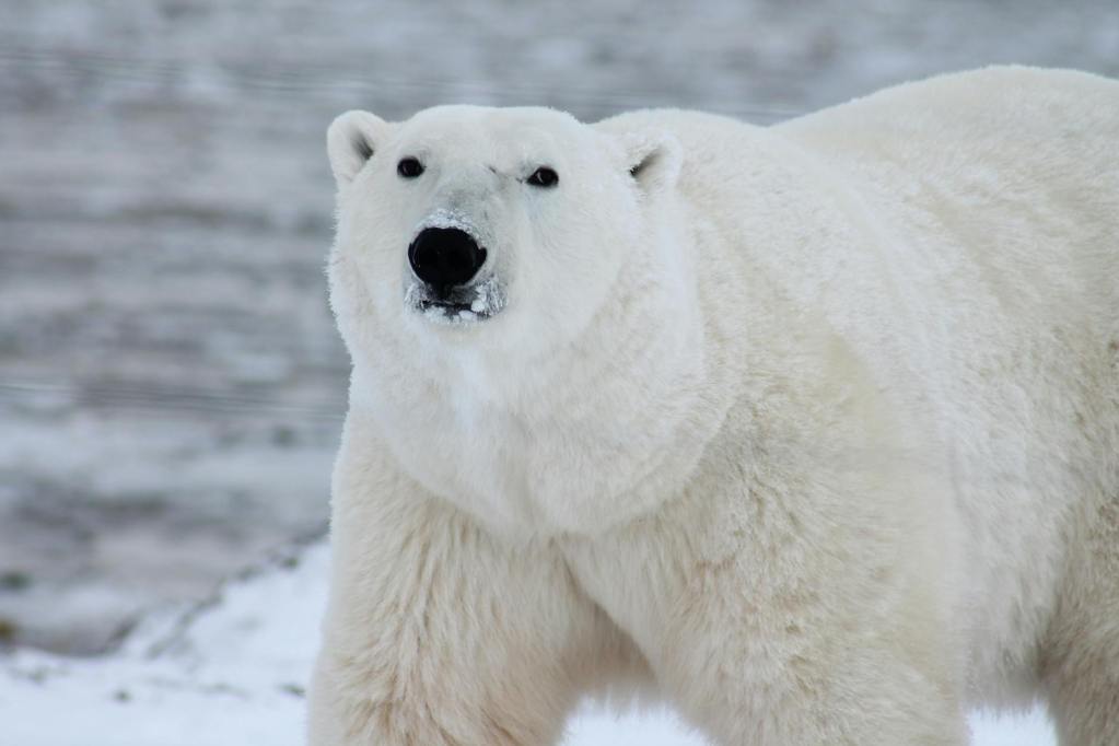 close photography of white polar bear